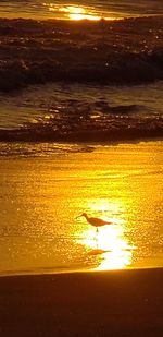 Scenic view of beach during sunset