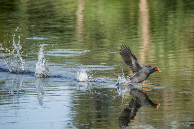 Side view of a bird drinking water