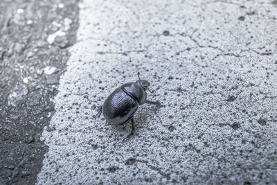 Close-up of snail