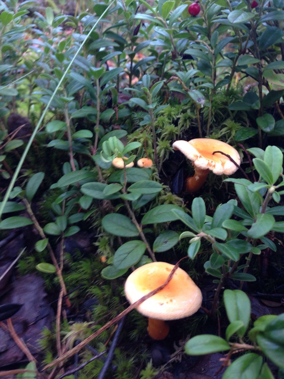 food and drink, mushroom, fungus, growth, food, close-up, nature, leaf, edible mushroom, freshness, tree, vegetable, toadstool, day, fruit, outdoors, healthy eating, no people, green color, beauty in nature