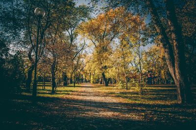 Trees in forest during autumn