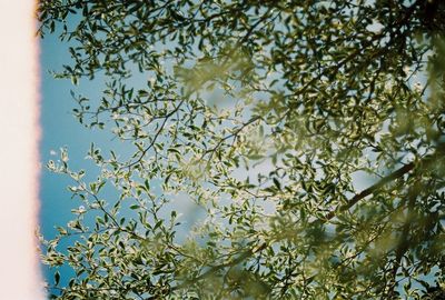 Low angle view of trees against sky