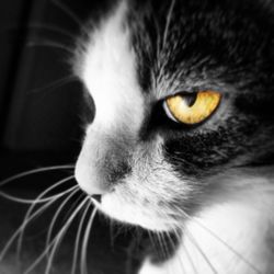 Close-up portrait of cat