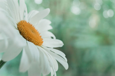 Close-up of white daisy flower