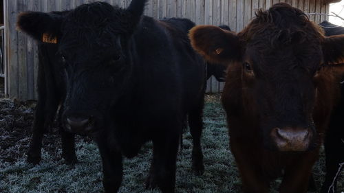 Cows standing in a field