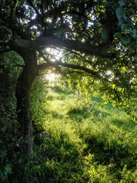 Trees in forest