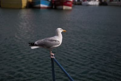 Seagull perching on a sea