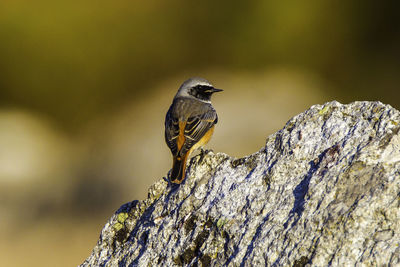 Close-up of bird perching on tree