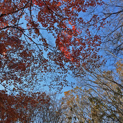 Low angle view of trees against sky