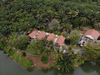 High angle view of palm trees and plants outside house