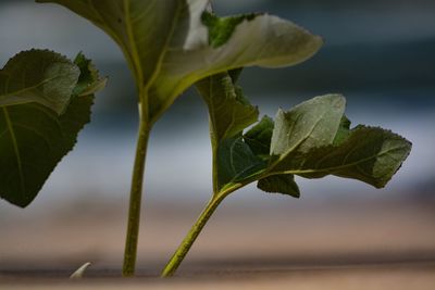 Close-up of plant leaves