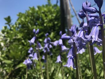 Close-up of purple flowering plants