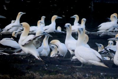 Flock of birds in water