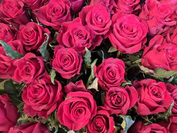 Full frame shot of pink roses