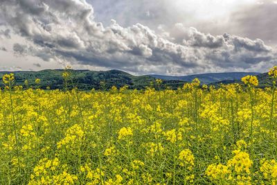 Scenic view of oilseed rape field against cloudy sky