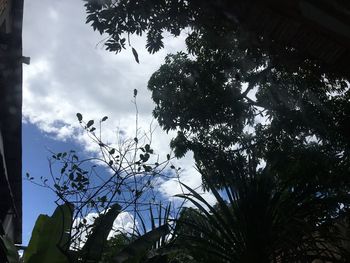 Low angle view of silhouette tree against sky