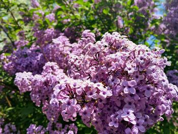 Close-up of pink flowers