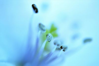 Close-up of water drop on blue flower