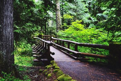 View of trees in forest