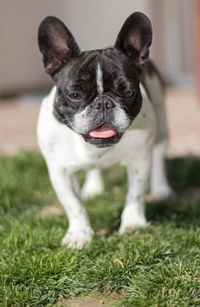 Portrait of dog standing on field