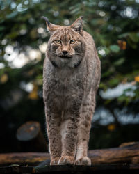 Close-up of lynx