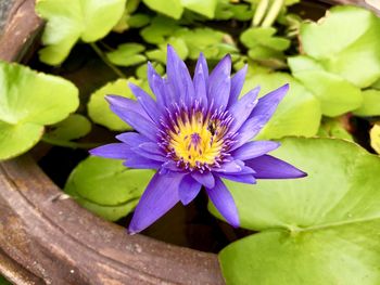 Close-up of purple flower