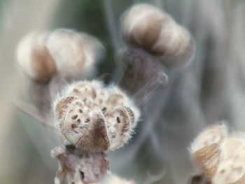 Close-up of wilted flower