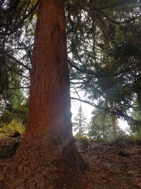 Low angle view of tree against sky