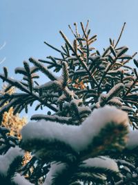 Close-up of pine tree during winter