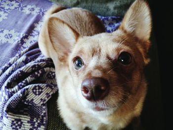 Close-up portrait of dog at home