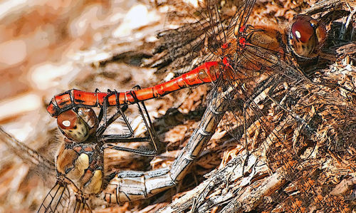 Close-up of insect on rope