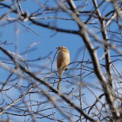 Low angle view of bird perching on tree