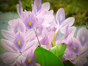 Close-up of pink flowering plant