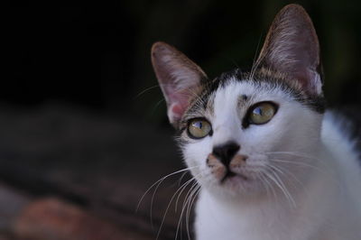 Close-up portrait of a cat