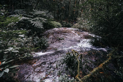 Scenic view of waterfall in forest