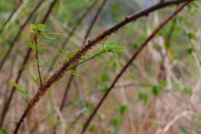 Close-up of dry plant on field