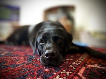 Close-up portrait of a dog resting on floor at home