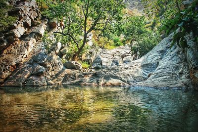 Scenic view of river in forest