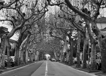 Empty road along trees and plants in city