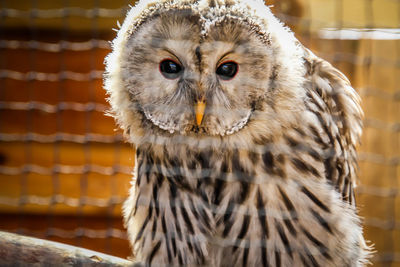 Close-up portrait of owl