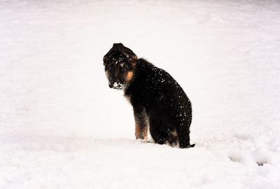 Dog on snow field during winter