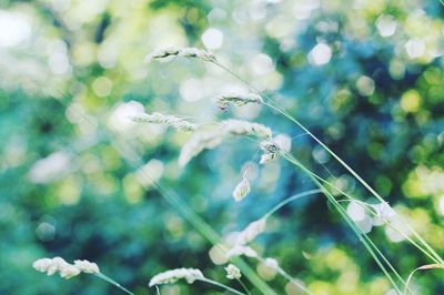 Close-up of flowering plant
