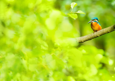 A kingfisher sits on a branch against a green background. concept rare animals
