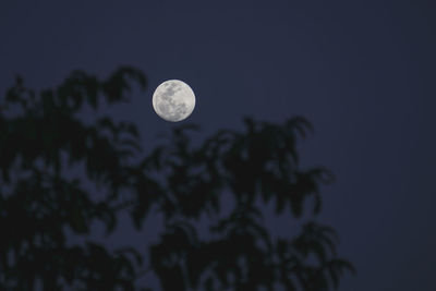 Low angle view of moon in sky at night