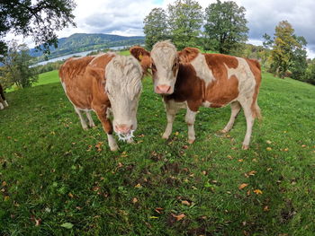 Cows looking at camera in pasture