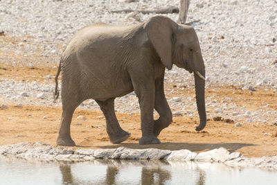 Elephant standing in zoo