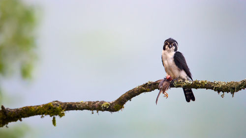 Low angle view of bird perching on a tree