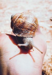 Close-up of hand holding shell