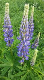 Close-up of purple flowers blooming in field