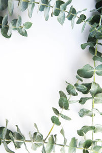 Close-up of potted plant against white background